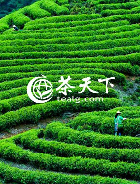 茶天下網是一家專注于茶產品消費及交易的B2B2C茶類垂直電商平臺，匯聚全國各地優秀的茶生產企業，是一家具有權威性的茶類電商網站。